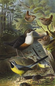 Water Ouzel, Wren, Grey Wagtail